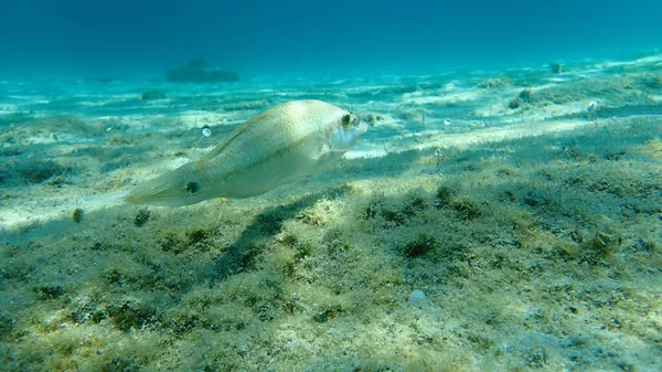 East Atlantic Peacock Wrasse Symphodus Tinca Aegean Sea Greece Halkidiki — Stock Photo, Image