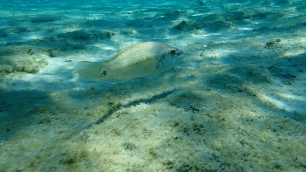 East Atlantic Peacock Wrasse Symphodus Tinca Egejské Moře Řecko Halkidiki — Stock fotografie