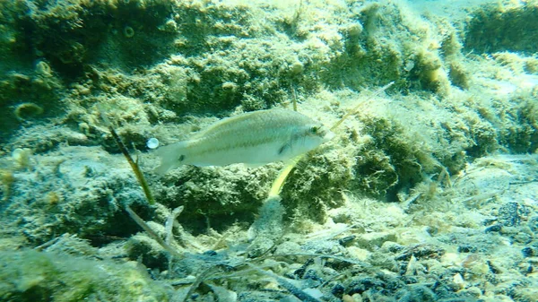 East Atlantic Peacock Wrasse Symphodus Tinca Mar Egeo Grecia Halkidiki — Foto de Stock