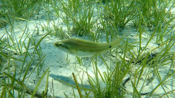 East Atlantic Peacock Wrasse Symphodus Tinca Aegean Sea Greece Halkidiki — Stock Photo, Image