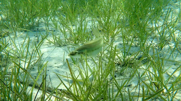 Oostelijke Atlantische Pauwenwrasse Symphodus Tinca Egeïsche Zee Griekenland Halkidiki — Stockfoto