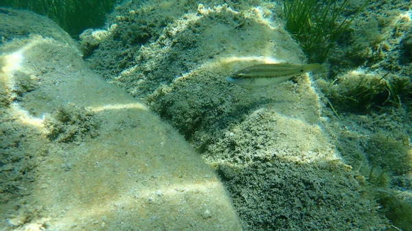 Pavone Dell Atlantico Orientale Wrasse Symphodus Tinca Mar Egeo Grecia — Foto Stock