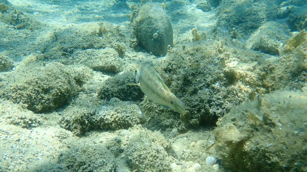 Pavone Dell Atlantico Orientale Wrasse Symphodus Tinca Mar Egeo Grecia — Foto Stock