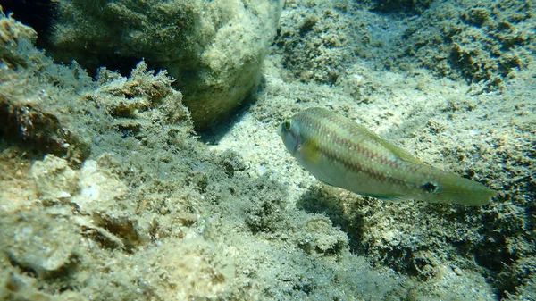 East Atlantic Peacock Wrasse Symphodus Tinca Mar Egeo Grecia Halkidiki — Foto de Stock