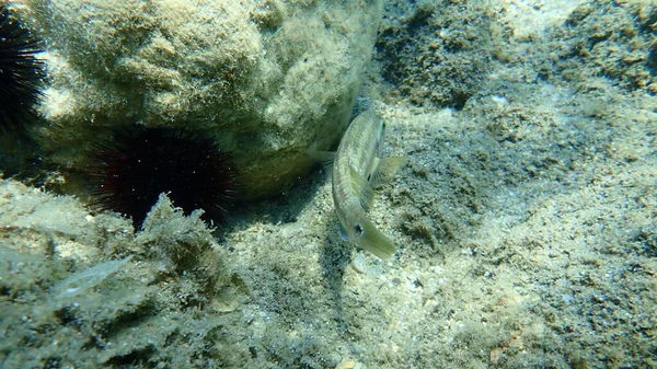 东大西洋孔雀鱼 Symphodus Tinca 爱琴海 Halkidiki — 图库照片