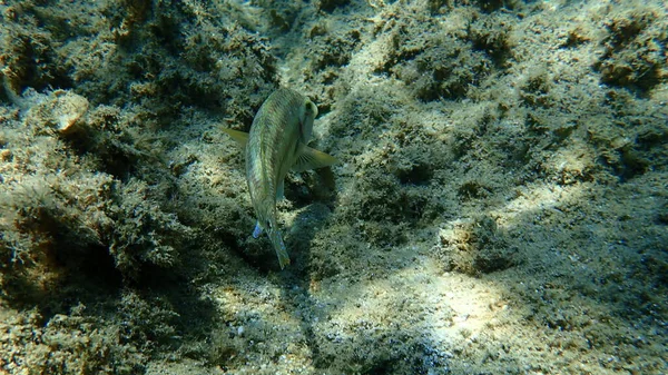 East Atlantic Peacock Wrasse Symphodus Tinca Mar Egeo Grecia Halkidiki — Foto de Stock