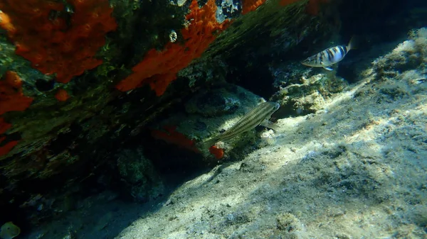 East Atlantic Peacock Wrasse Symphodus Tinca Mar Egeo Grecia Halkidiki — Foto de Stock