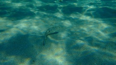 Benekli weever (Trachinus araneus), Ege Denizi, Yunanistan, Halkidiki