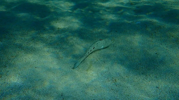 発見された重量 トラキヌス アラネウス エーゲ海 ギリシャ ハルキディキ — ストック写真