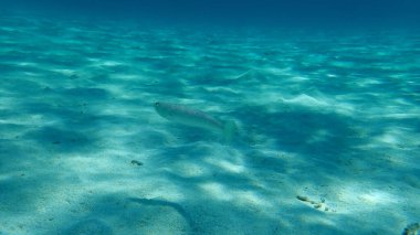 Daha büyük weever (Trachinus draco), Ege Denizi, Yunanistan, Halkidiki