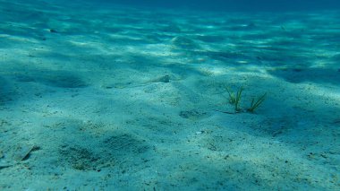 Daha büyük weever (Trachinus draco), Ege Denizi, Yunanistan, Halkidiki