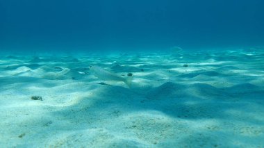 Daha büyük weever (Trachinus draco), Ege Denizi, Yunanistan, Halkidiki