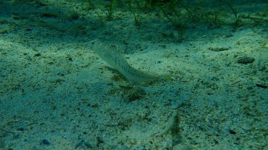 Daha büyük weever (Trachinus draco), Ege Denizi, Yunanistan, Halkidiki