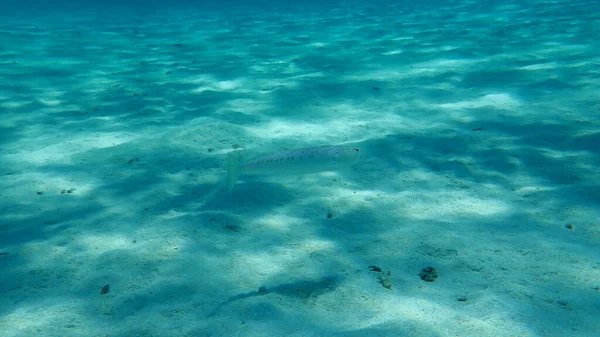 Větší Weever Trachinus Draco Egejské Moře Řecko Halkidiki — Stock fotografie