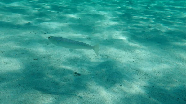 Weever Mayor Trachinus Draco Mar Egeo Grecia Halkidiki — Foto de Stock