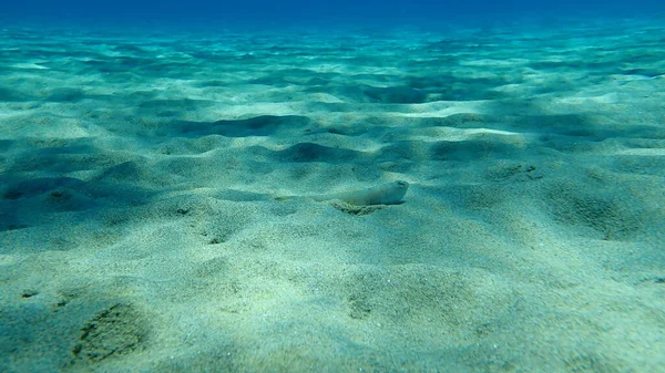 Weever Mayor Trachinus Draco Mar Egeo Grecia Halkidiki — Foto de Stock