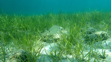 Yıllık deniz kabuğu (Diplodus annularis), Ege Denizi, Yunanistan, Halkidiki