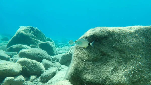 Besugo Anular Diplodus Annularis Mar Egeo Grecia Halkidiki —  Fotos de Stock