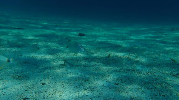 Annular Seabream Diplodus Annularis Aegean Sea Greece Halkidiki — Stock Photo, Image