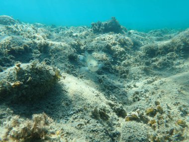 Avrupa bas gitar, levrek, levrek (Dicentrarchus labrax), Ege Denizi, Yunanistan, Halkidiki