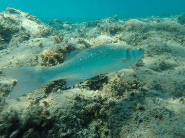 Avrupa bas gitar, levrek, levrek (Dicentrarchus labrax), Ege Denizi, Yunanistan, Halkidiki