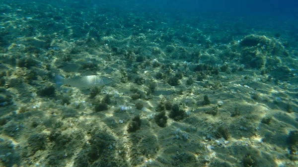 Europejski Bas Okoń Morski Branzino Dicentrarchus Labrax Morze Egejskie Grecja — Zdjęcie stockowe