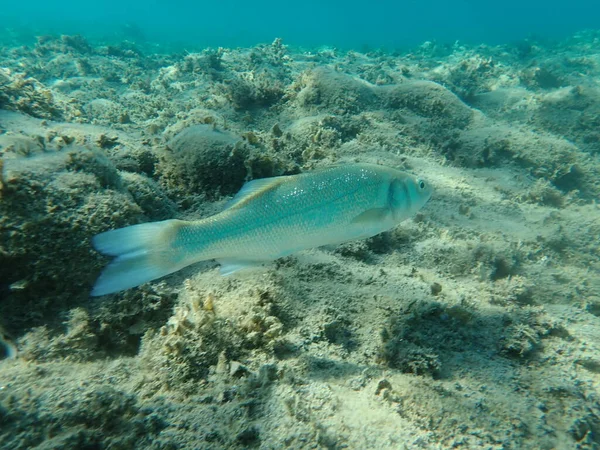 Europejski Bas Okoń Morski Branzino Dicentrarchus Labrax Morze Egejskie Grecja — Zdjęcie stockowe