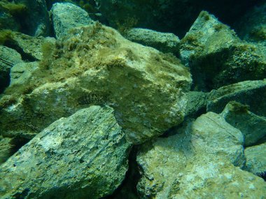 Tompot blenny (Parablennius gattorugine), Ege Denizi, Yunanistan, Cape Sounio