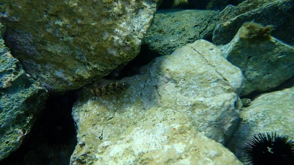 Tompot Blenny Parablennius Gattorugine Égei Tenger Görögország Cape Sounio — Stock Fotó