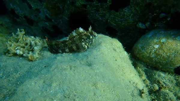 Tompot Blenny Parablennius Gattorugine Aegean Sea Greece Halkidiki — Stock Photo, Image