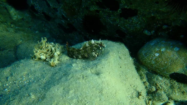 Tompot Blenny Parablennius Gattorugine Aegean Sea Greece Halkidiki — Stock Photo, Image