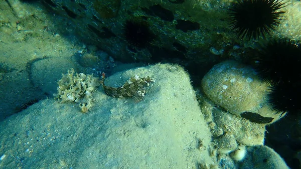 Tompot Blenny Parablennius Gattorugine Mar Egeu Grécia Halkidiki — Fotografia de Stock