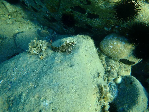 Tompot Blenny Parablennius Gattorugine Morze Egejskie Grecja Halkidiki — Zdjęcie stockowe