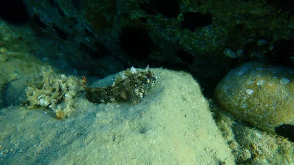 Tompot Blenny Parablennius Gattorugine Morze Egejskie Grecja Halkidiki — Zdjęcie stockowe