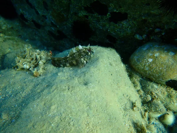 Tompot Blenny Parablennius Gattorugine Laut Aegean Yunani Halkidiki — Stok Foto