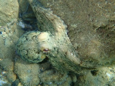 Genel ahtapot (Octopus vulgaris), Ege Denizi, Yunanistan, Halkidiki