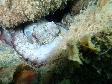 Genel ahtapot (Octopus vulgaris), Ege Denizi, Yunanistan, Halkidiki