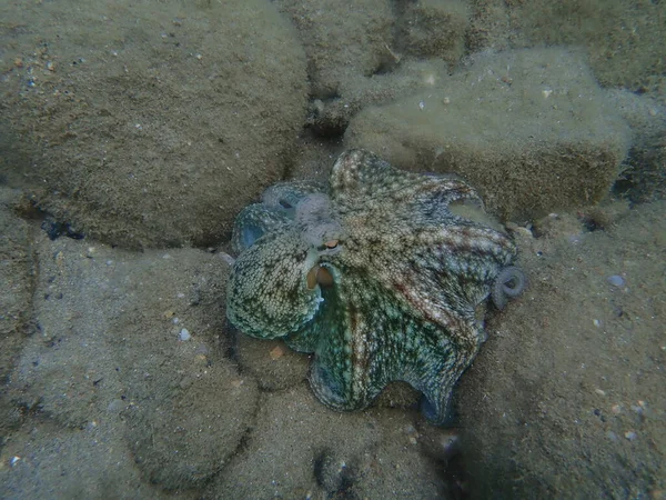 Den Fælles Blæksprutte Octopus Vulgaris Det Ægæiske Hav Grækenland Halkidiki - Stock-foto