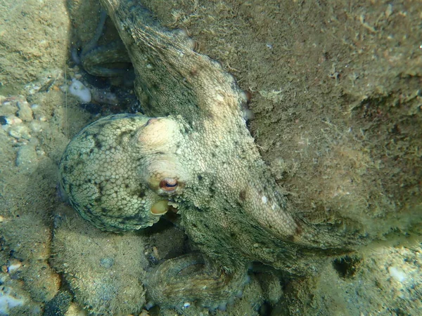 Obyčejná Chobotnice Octopus Vulgaris Egejské Moře Řecko Halkidiki — Stock fotografie