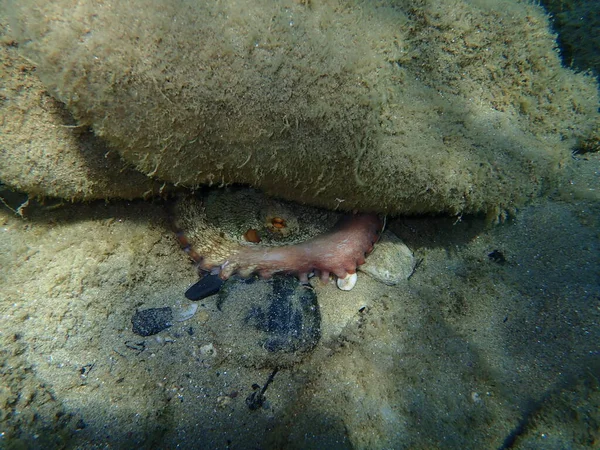 Common Octopus Octopus Vulgaris Aegean Sea Greece Halkidiki — Stock Photo, Image