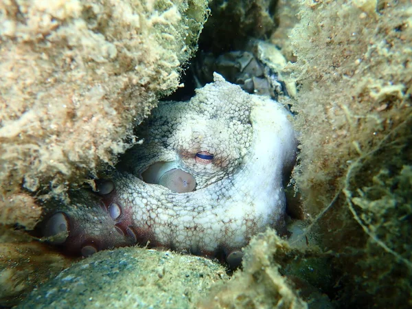 Pulpo Común Octopus Vulgaris Mar Egeo Grecia Halkidiki —  Fotos de Stock