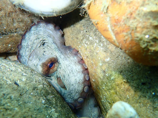 Pieuvre Commune Octopus Vulgaris Mer Égée Grèce Chalcidique — Photo