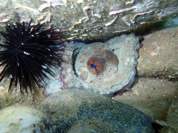 一般的なタコ タコハゲタカ エーゲ海 ギリシャ ハルキディキ — ストック写真