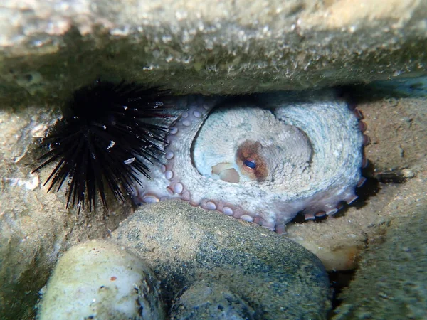 Bläckfisk Octopus Vulgaris Egeiska Havet Grekland Halkidiki — Stockfoto