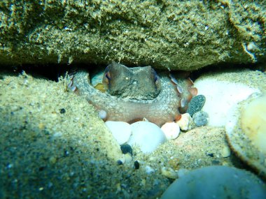 Genel ahtapot (Octopus vulgaris), Ege Denizi, Yunanistan, Halkidiki