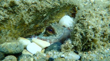 Genel ahtapot (Octopus vulgaris), Ege Denizi, Yunanistan, Halkidiki