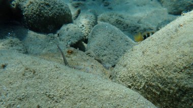 Genel ahtapot (Octopus vulgaris), Ege Denizi, Yunanistan, Halkidiki