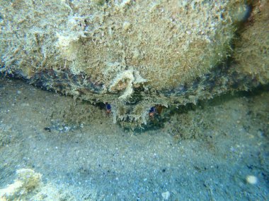 Genel ahtapot (Octopus vulgaris), Ege Denizi, Yunanistan, Halkidiki