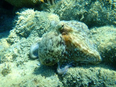 Genel ahtapot (Octopus vulgaris), Ege Denizi, Yunanistan, Halkidiki