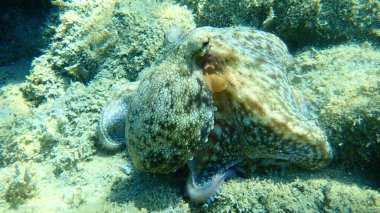 Genel ahtapot (Octopus vulgaris), Ege Denizi, Yunanistan, Halkidiki